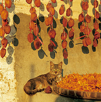 安徽歙县吊晒柿子和猫
