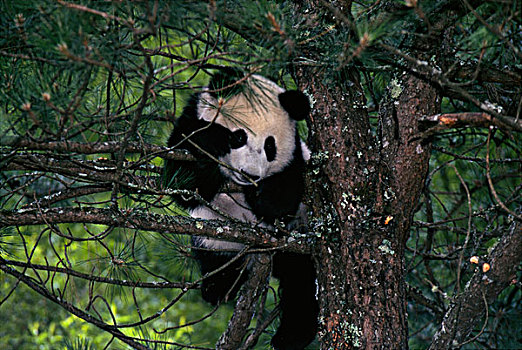 熊猫,树上,卧龙,四川,中国