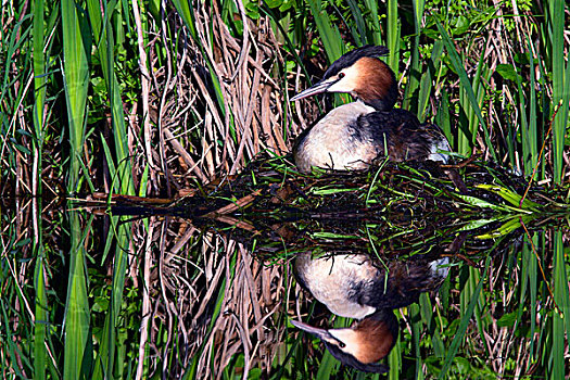凤头鸊鷉,巢穴,荷兰南部,荷兰