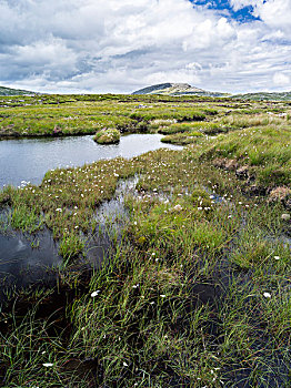 刘易斯岛,风景,羊胡子草,狭叶棉花莎草,水塘,苏格兰,七月,大幅,尺寸