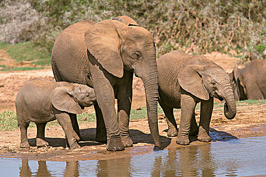 非洲象,成年,年轻,水坑,国家,公园,南非