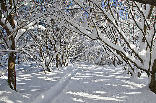 树,积雪,冬天