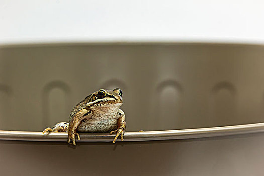 褐色,青蛙,栖息,边缘,桶,堡垒,艾伯塔省,加拿大