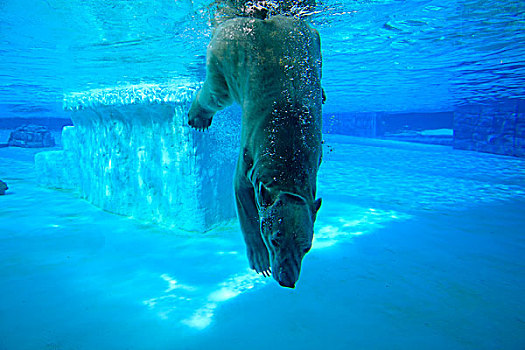 北极熊,成年,淹没,水中,新加坡动物园,新加坡,亚洲