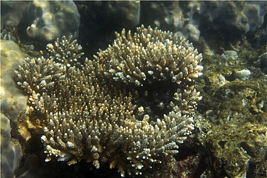 珊瑚,浅,水