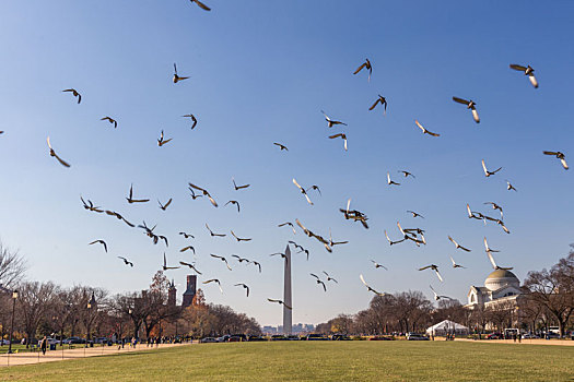 华盛顿纪念碑草坪与鸽子