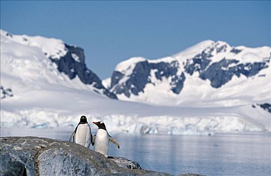 南极,南极半岛,乐园,港口,巴布亚企鹅