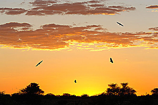 纳米比亚,埃托沙国家公园,猛禽,日落