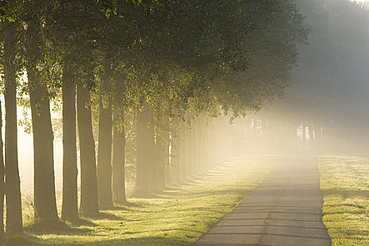 树林,道路,雾状,早晨,布列塔尼半岛,法国