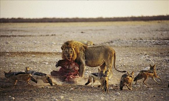 雄性,狮子,猫科动物,防守,捕食,黑背豺,哺乳动物,埃托沙国家公园,纳米比亚,非洲,动物