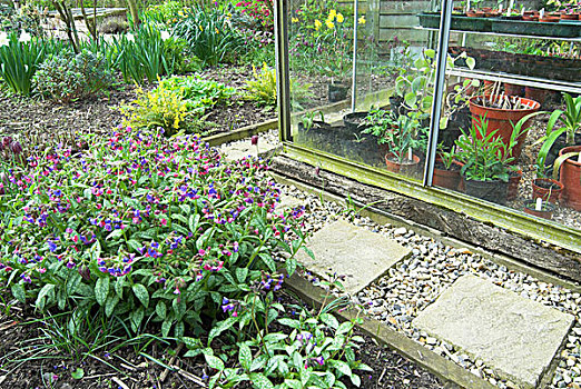 日兜藓,旁侧,小路,温室,小,花园,诺福克,英格兰,欧洲