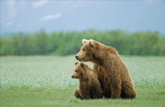 棕熊,雌性,幼仔,阿拉斯加