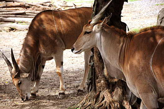 动物园里眷养的野生动物非洲羚羊