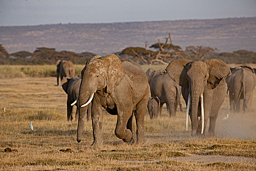 非洲大象122
