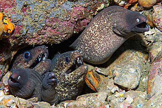 海鳗,三个,物种,分享,洞,安汶,印度尼西亚