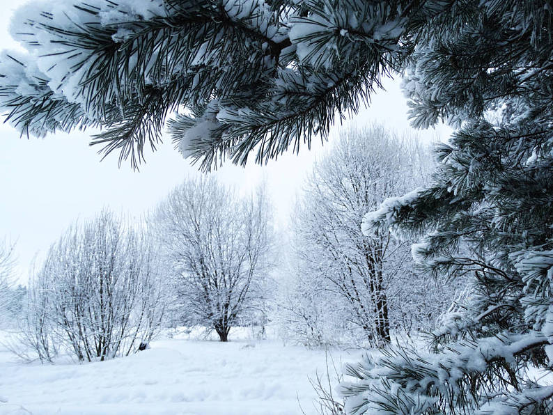 冬季风景,树林,雪中,林地,霜,白天_高清图片_全景视觉
