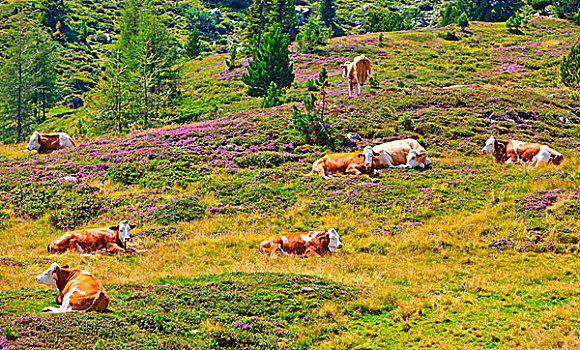 阿尔卑斯山,夏天,风景,母牛