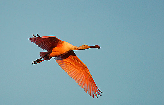 粉红琵鹭,飞行,潘塔纳尔,巴西,南美