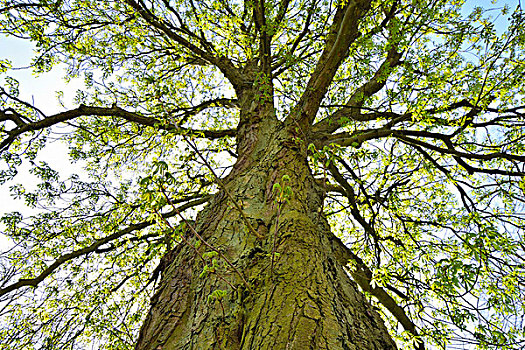 仰视,栗子树,奥登瓦尔德,黑森州,德国