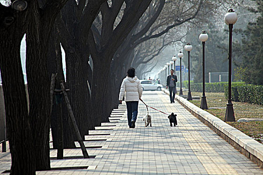 狗,动物,斑马线,过马路,人行道,树木