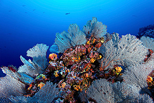 柳珊瑚,哥伦比亚,太平洋,水下