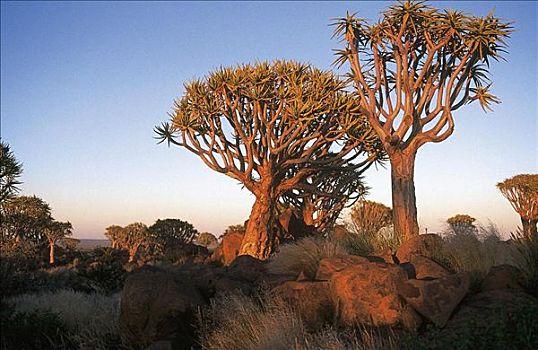 树,二歧芦荟,基特曼斯胡普,纳米比亚,非洲
