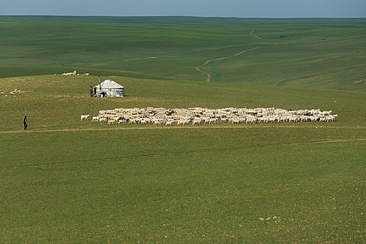 牧羊人,绵羊,蒙古包,内蒙古,中国