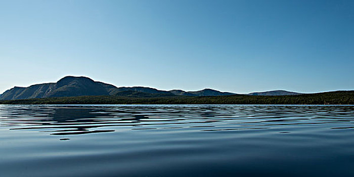 鲑鱼,河,水塘,格罗莫讷国家公园,纽芬兰,拉布拉多犬,加拿大