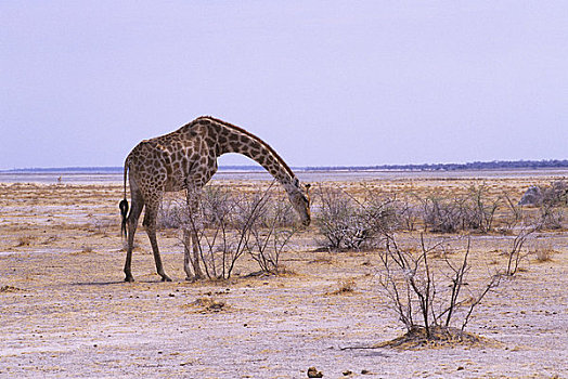 纳米比亚,埃托沙国家公园,长颈鹿,浏览