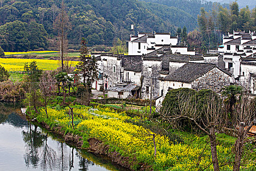 江西婺源,思溪延村,油菜花,徽派建筑,民居