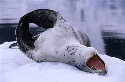 海豹,躺着,发声,南极