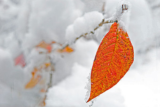 雪中的红枫叶