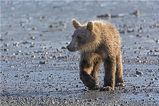 幼兽,大灰熊,沿岸,湾流