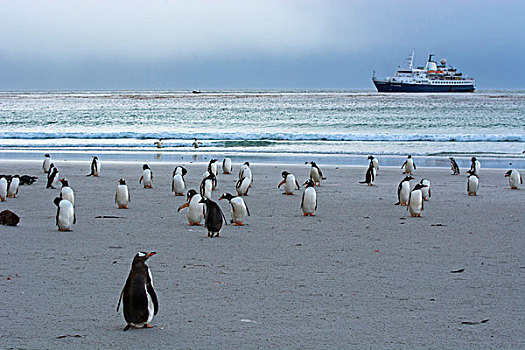 福克兰群岛,岛屿,巴布亚企鹅,游船