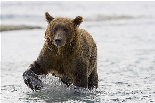 大灰熊,棕熊,涉水,河