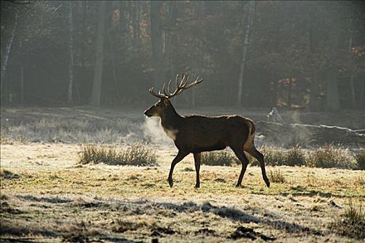 赤鹿,鹿属,鹿,杜鹿,黑森州,德国,欧洲