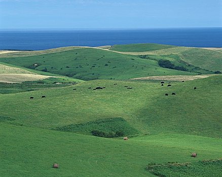 毛豆,山