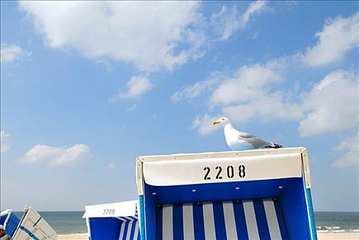 海鸥,沙滩椅,德国