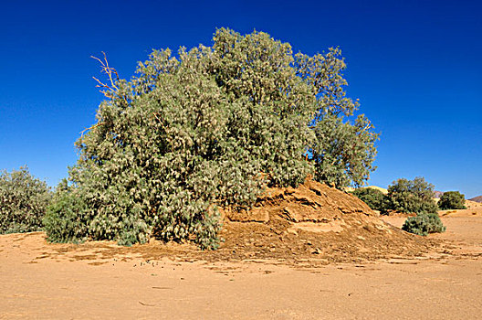 树,沙丘,旱谷,阿尔及利亚,撒哈拉沙漠,北非
