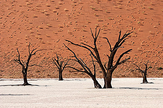 死,骆驼,刺,树,沙丘,遮盖,智慧,草,背影,死亡谷,索苏维来地区,纳米布沙漠,纳米比诺克陆夫国家公园,纳米比亚,非洲