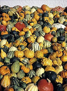 葫芦科,不同,南瓜,市场,秋天