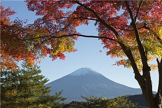 枫叶,改变,秋色,山,富士山,日本