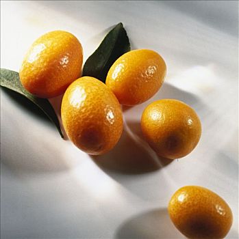 金橘,枝条
