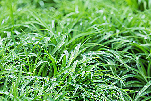 雨后的青草地