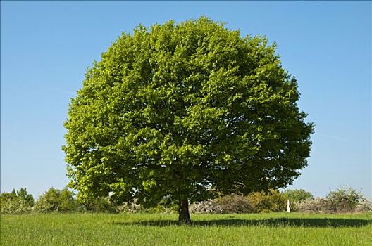 树,橡树,绿色,草地,威斯巴登,黑森州,德国