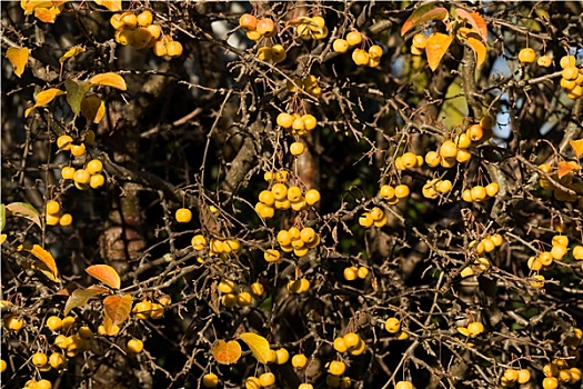 黄色,山楂,金色,大黄蜂