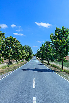 小路,椴树,椴树属,乡间小路,梅克伦堡前波莫瑞州,德国,欧洲