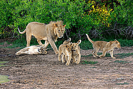 狮子,自豪,幼兽,四个,禁猎区,卡拉哈里沙漠,南非,非洲