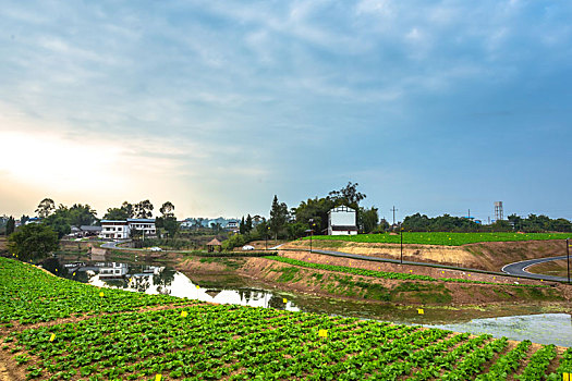 蔬菜基地