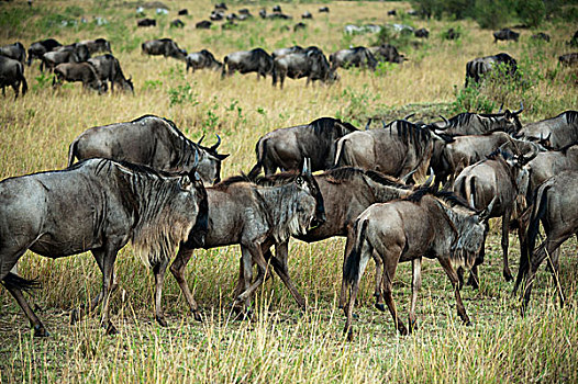 肯尼亚,马赛马拉国家保护区,角马,走